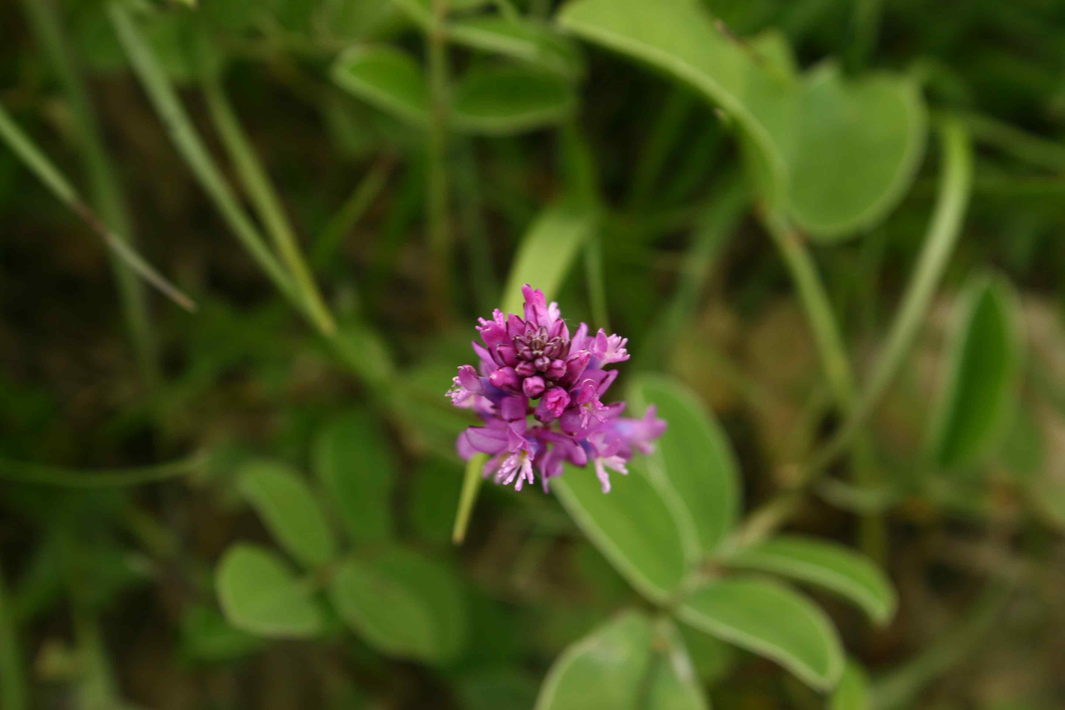 Polygala cfr. nicaeensis